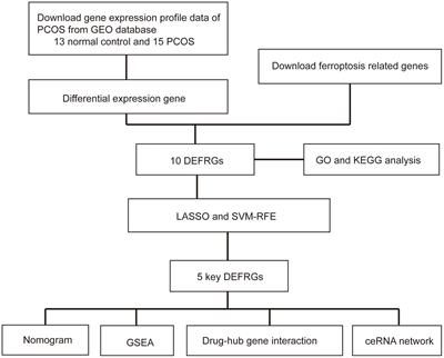 Relationships of ferroptosis-related genes with the pathogenesis in polycystic ovary syndrome